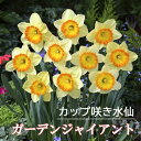 【予約・早割】 水仙 球根 ガーデンジャイアント 2球 大 カップ咲き スイセン 秋植え プランター栽培 寄せ植え 花の大和 【10月上中旬より順次発送】