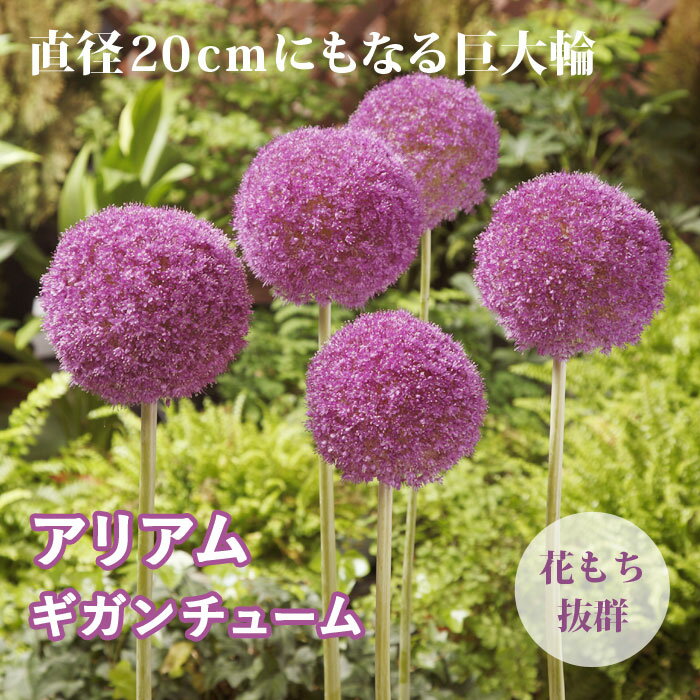 【予約・早割】 球根 秋植え アリアム アリウム ギガンチューム 1片 ボーダーガーデン 花の大和 【10月上旬より順次発送】のサムネイル