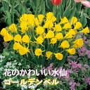 【予約・早割】 花のかわいい ミニ 水仙 球根 ゴールデンベル 4球 スイセン 秋植え 花の大和 【10月上中旬より順次発送】