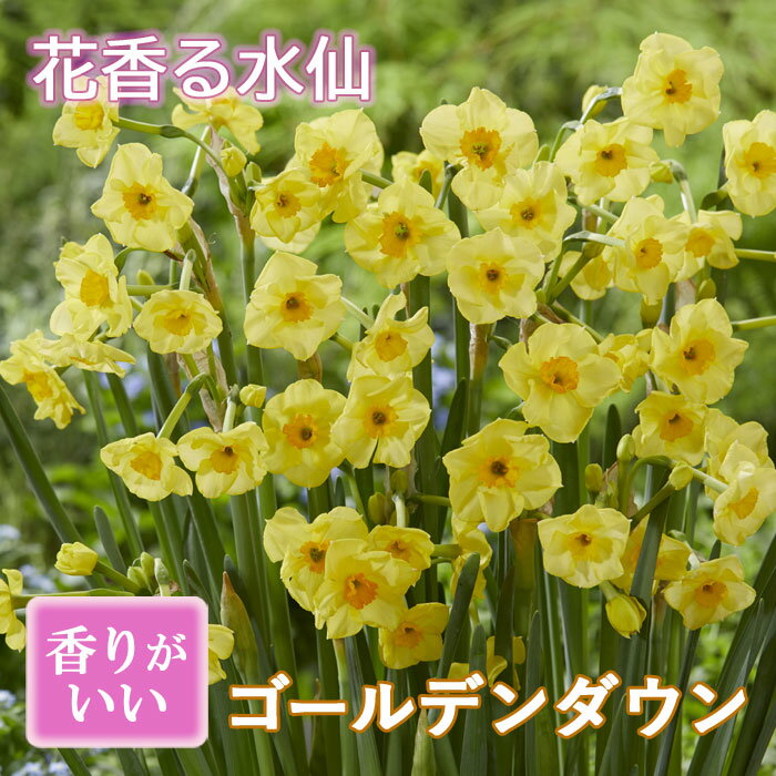 初心者向けで簡単に栽培できる！11月に植える花のおすすめは？