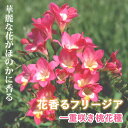 【予約・早割】 フリージア 球根 【 一重咲き 桃花種 】8球 秋植え 寄せ植え プランター 鉢植え 花壇 ガーデニング 園芸 花の大和 【10月上中旬より順次...
