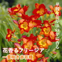 【予約・早割】 フリージア 球根 【 一重咲き 赤花種 】8球 秋植え 寄せ植え プランター 鉢植え 花壇 ガーデニング 園芸 花の大和 【10月上中旬より順次...