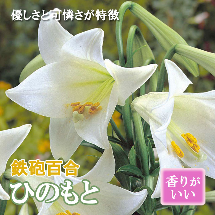 【予約・早割】 鉄砲百合 ひのもと 球根 2球 テッポウ ユリ Lily 沖永良部島産 百合 秋植え 冬植え 花の大和 【10月上旬より順次発送】のサムネイル