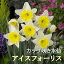 【予約・早割】 水仙 球根 アイスフォーリス 2球 大 カップ咲き スイセン 秋植え プランター栽培 寄せ植え 花の大和 【10月上中旬より順次発送】