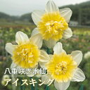 【予約・早割】 水仙 球根 アイスキング 2球 八重咲き スイセン 秋植え プランター栽培 寄せ植え 花の大和 【10月上中旬より順次発送】
