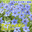 【予約・早割】 アイフェイオン ジェシー 球根 10球 植えっぱなし 秋植え 寄せ植え プランター 花壇 毎年花が咲く 花の大和 【10月上中旬より順次発送】