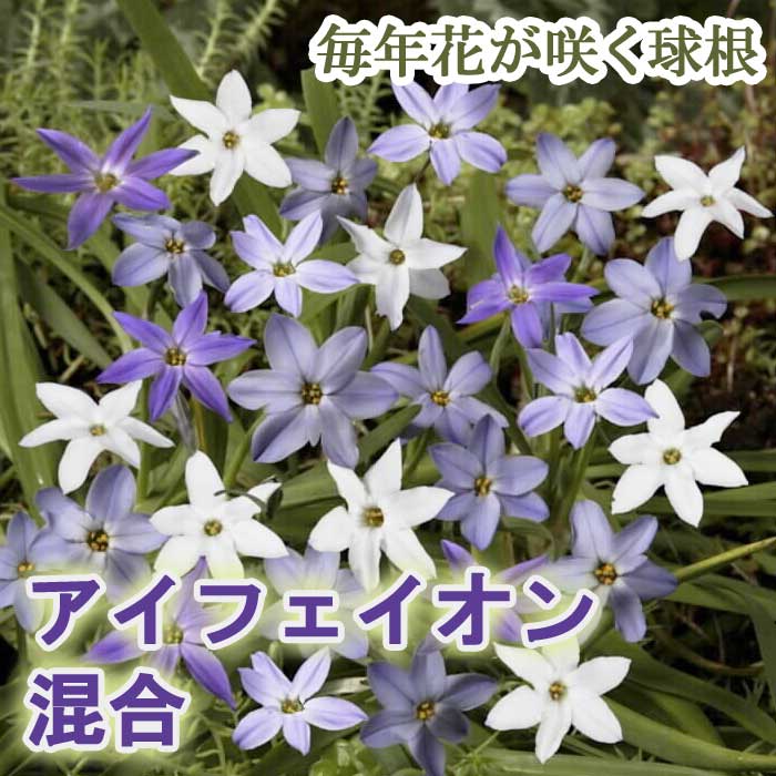 【予約・早割】球根 植えっぱなし 秋植え アイフェイオン 混合 10球 毎年花が咲く【10月後半より順次発送】