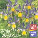 【予約・早割】 アイリス 球根 【 ブルー&イエロー 】8球 秋植え 寄せ植え 花壇 ガーデニング 園芸 初心者向け 花の大和 【10月上中旬より順次発送】