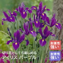 【予約・早割】 アイリス 球根 【 パープル 】8球 秋植え 寄せ植え 花壇 ガーデニング 園芸 初心者向け 花の大和 【10月上中旬より順次発送】