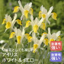 【予約・早割】 アイリス 球根 【 ホワイト&イエロー 】8球 秋植え 寄せ植え 花壇 ガーデニング 園芸 初心者向け 花の大和 【10月上中旬より順次発送】