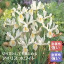 【予約・早割】 アイリス 球根 【 ホワイト 】8球 秋植え 寄せ植え 花壇 ガーデニング 園芸 初心者向け 花の大和 【10月上中旬より順次発送】