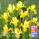 【予約・早割】 アイリス 球根 【 イエロー 】8球 秋植え 寄せ植え 花壇 ガーデニング 園芸 初心者向け 花の大和 【10月上中旬より順次発送】