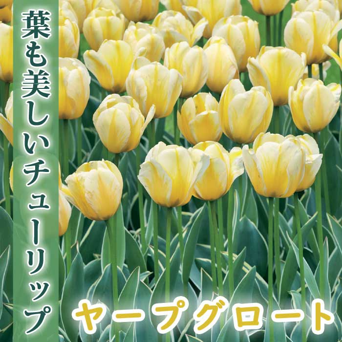 【予約・早割】 斑入り チューリップ 球根 ヤープグロート 5球 葉も美しい 秋植え 花の大和 【10月上旬より順次発送】のサムネイル