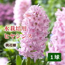 【予約・早割】 水栽培用 ヒヤシンス ジャンボ球 桃花種 球根 1球 ピンク 水耕栽培 花の大和 【10月上中旬より順次発送】