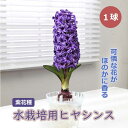 【予約・早割】 水栽培用 ヒヤシンス ジャンボ球 紫花種 球根 1球 パープル 水耕栽培 花の大和 【10月上中旬より順次発送】