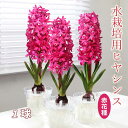 【予約・早割】 水栽培用 ヒヤシンス ジャンボ球 赤花種 球根 1球 レッド 水耕栽培 花の大和 【10月上中旬より順次発送】