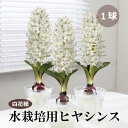 【予約・早割】 水栽培用 ヒヤシンス ジャンボ球 白花種 球根 1球 ホワイト 水耕栽培 花の大和 【10月上中旬より順次発送】