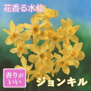 【予約・早割】 花香る 水仙 球根 ジョンキル 3球 スイセン 秋植え 芳香性 花の大和 【10月上中旬より順次発送】