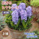 【予約・早割】 花香る ヒヤシンス 球根 青花種 3球 ブルー 芳香性 秋植え プランター栽培 花壇 水栽培 花の大和 【10月上中旬より順次発送】