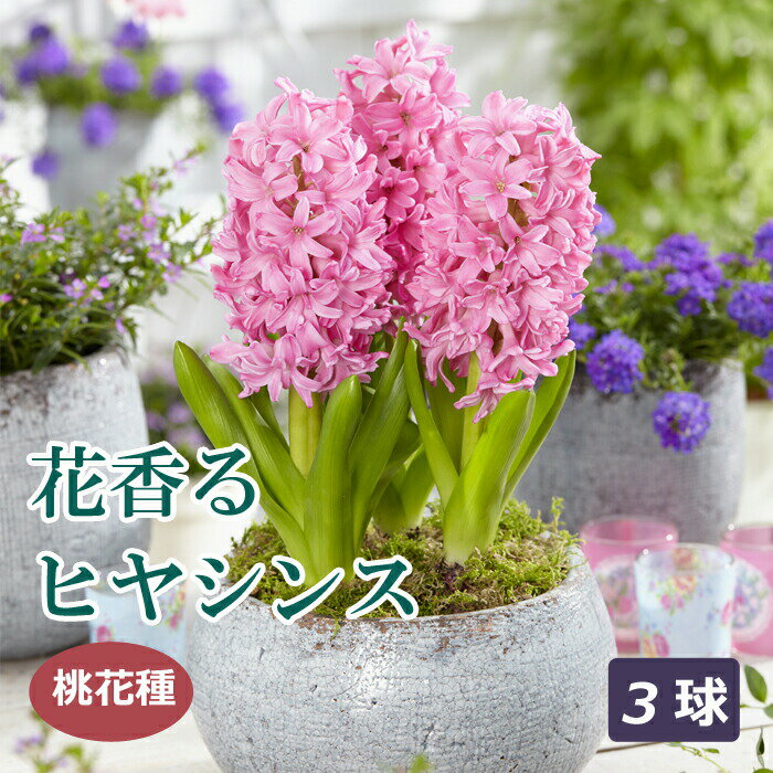 【予約・早割】球根 秋植え 花香るヒヤシンス 桃花種 3球 芳香性【10月後半より順次発送】