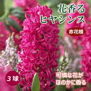 【予約・早割】 花香る ヒヤシンス 球根 赤花種 3球 レッド 芳香性 秋植え プランター栽培 花壇 水栽培 花の大和 【10月上中旬より順次発送】
