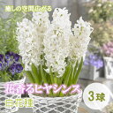 【予約・早割】 花香る ヒヤシンス 球根 白花種 3球 ホワイト 芳香性 秋植え プランター栽培 花壇 水栽培 花の大和 【10月上中旬より順次発送】