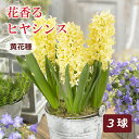 【予約・早割】 花香る ヒヤシンス 球根 黄花種 3球 イエロー 芳香性 秋植え プランター栽培 花壇 水栽培 花の大和 【10月上中旬より順次発送】