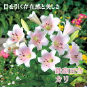 【予約・早割】 鉄砲百合 【 カリ 】 球根 2球 淡いピンク テッポウ ユリ Lily 百合 秋植え 冬植え 鉢植え 花壇 花の大和 【10月上中旬より順次発...