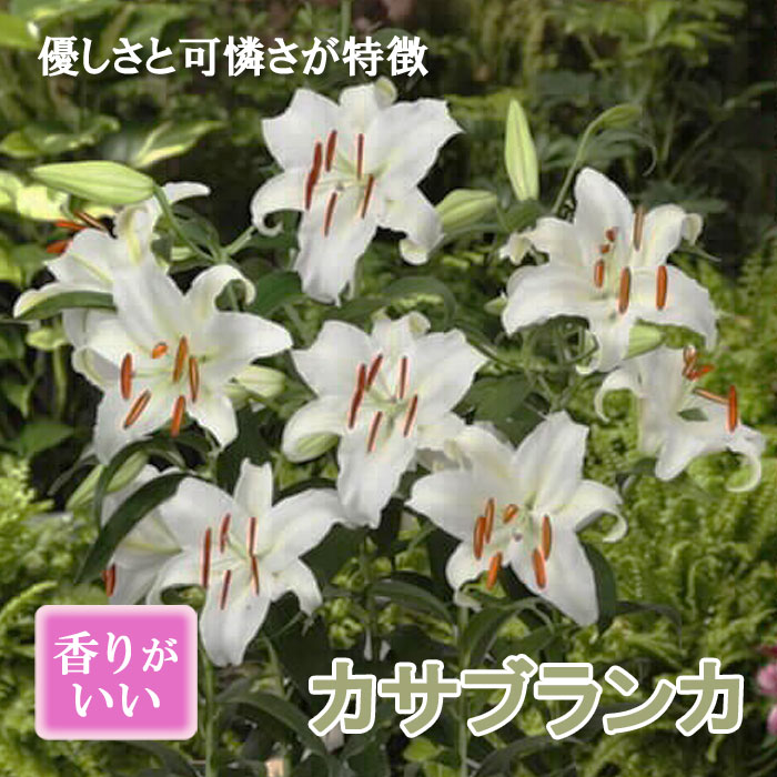 【予約・早割】球根 秋植え オリエンタル 百合 カサブランカ 1球 オリエンタル ユリ オリエンタルリリー【10月後半より順次発送】のサムネイル