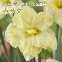【予約・早割】 水仙 球根 カサタ 2球 バタフライ咲き カッサータ スイセン 秋植え プランター栽培 寄せ植え 花の大和 【10月上中旬より順次発送】