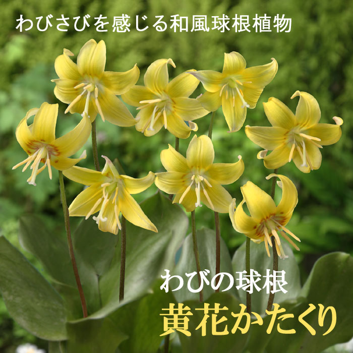 【予約・早割】 黄花 かたくり （ エリスロニューム パゴタ ）球根 3球 わびの球根 秋植え 和風 ガーデン 花の大和 【10月上旬より順次発送】のサムネイル