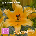 【予約・早割】 カサブランカ 球根 コルコバード (ブライト オレンジ)1球 オリエンタル リリー 百合 秋植え 冬植え 花の大和 【10月上中旬より順次発送】