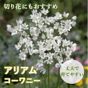 【予約・早割】 花のかわいい アリアム アリウム 【 コーワニー 】 球根 10球 秋植え 初心者向き 育てやすい ガーデニング 花の大和 【10月上中旬より順...
