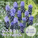 【予約・早割】 ムスカリ 【 ラティフォリウム 】 球根 10球 秋植え コレクション 寄せ植え デッカー植え 花の大和 【10月上中旬より順次発送】