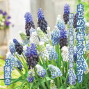 【予約・早割】 まとめて植える ムスカリ 【3種 混合 】 球根 25球 秋植え 寄せ植え 初心者向き デッカー植え 花の大和 【10月上中旬より順次発送】