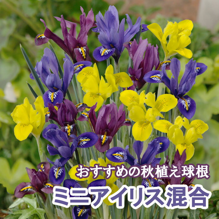 球根 秋植え バラエティ ミニアイリス 混合 6球