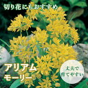 【予約・早割】 花のかわいい アリアム アリウム 【 モーリー 】 球根 10球 秋植え 初心者向き 育てやすい ガーデニング 花の大和 【10月上中旬より順次発送】