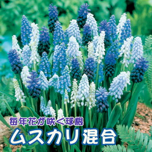 【予約・早割】球根 植えっぱなし 秋植え ムスカリ 混合 10球 毎年花が咲く【10月後半より順次発送】