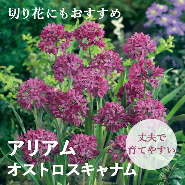 【予約・早割】球根 秋植え 花のかわいい アリアム アリウム オストロスキャナム 10球 【10月後半より順次発送】のサムネイル