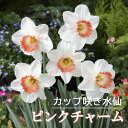 【予約・早割】 水仙 球根 ピンクチャーム 2球 カップ咲き スイセン 秋植え プランター栽培 寄せ植え 花の大和 【10月上中旬より順次発送】