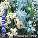 【予約・早割】 プスキニア 混合 球根 10球 植えっぱなし 秋植え 寄せ植え プランター 花壇 毎年花が咲く 花の大和 【10月上中旬より順次発送】
