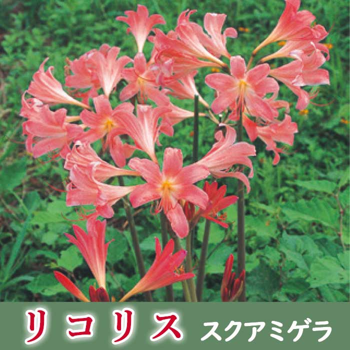 球根 秋咲き リコリス スクアミゲラ 2球 ナツズイセン 夏水仙 ハダカユリ ヒガンバナ 彼岸花 ひがんばな 曼珠沙華 まんじゅしゃげのサムネイル