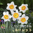 【予約・早割】 水仙 球根 ルーレット 2球 カップ咲き スイセン 秋植え プランター栽培 寄せ植え 花の大和 【10月上中旬より順次発送】