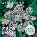【予約・早割】 花のかわいい アリアム アリウム 【 ロゼウム 】 球根 10球 秋植え 初心者向き 育てやすい ガーデニング 花の大和 【10月上中旬より順次...