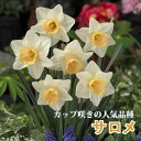 【予約・早割】 水仙 球根 サロメ 2球 カップ咲き スイセン 秋植え プランター栽培 寄せ植え 花の大和 【10月上中旬より順次発送】