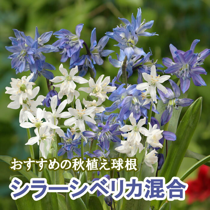 【予約・早割】 シラーシベリカ 混合 球根 8球 秋植え バラエティ 寄せ植え 花の大和 【10月上旬より順次発送】のサムネイル