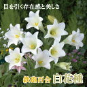 【予約・早割】 鉄砲百合 【 白花種 】 球根 2球 テッポウ ユリ Lily 百合 ホワイト 秋植え 冬植え 鉢植え 花壇 花の大和 【10月上中旬より順次発...