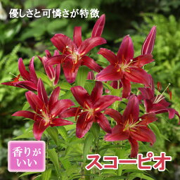 球根 秋植え カサブランカファミリー スコーピオ （レッドカサブランカ） 1球 オリエンタル ユリ