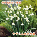 【予約・早割】 すずらん咲き 水仙 球根 4球 スノーフレーク 植えっぱなし 秋植え 寄せ植え プランター 花壇 毎年花が咲く 花の大和 【10月上中旬より順次発送】