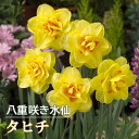 【予約・早割】 水仙 球根 タヒチ 2球 八重咲き スイセン 秋植え プランター栽培 寄せ植え 花の大和 【10月上中旬より順次発送】